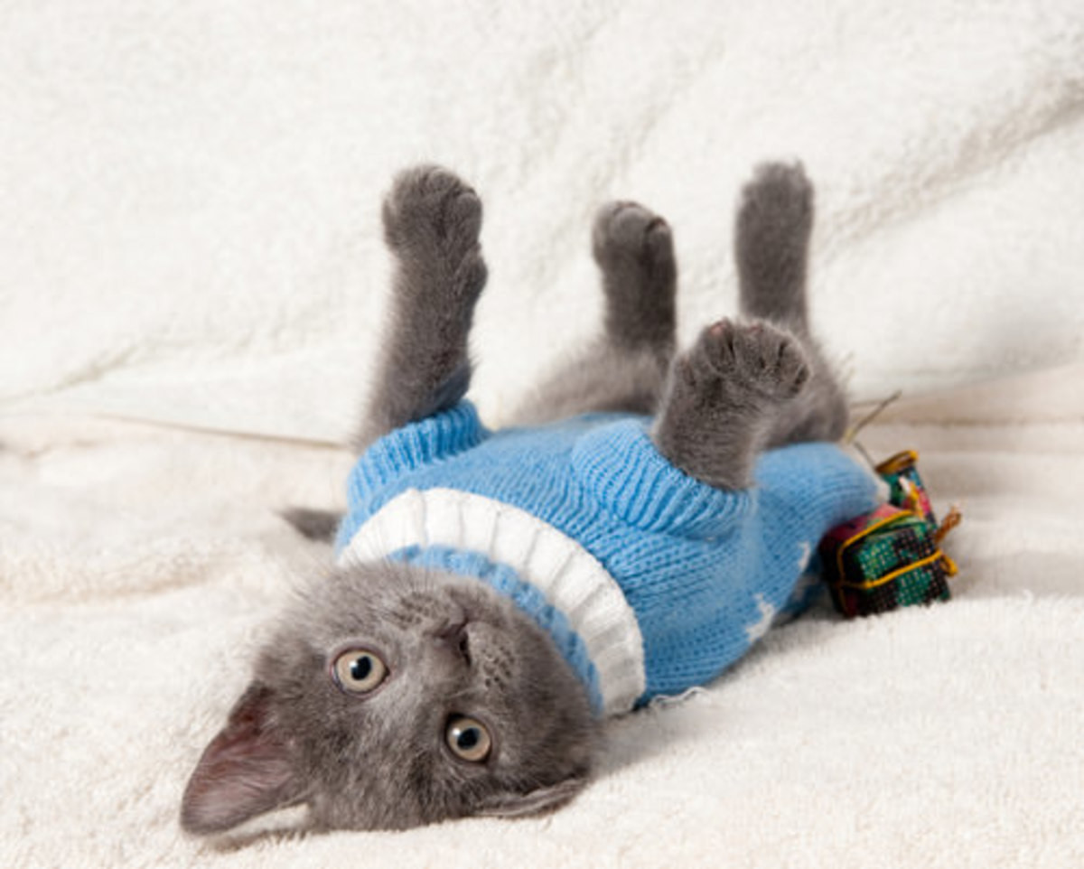 Белый кот в голубом свитере